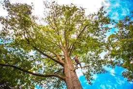 Seasonal Cleanup in Redwood, TX